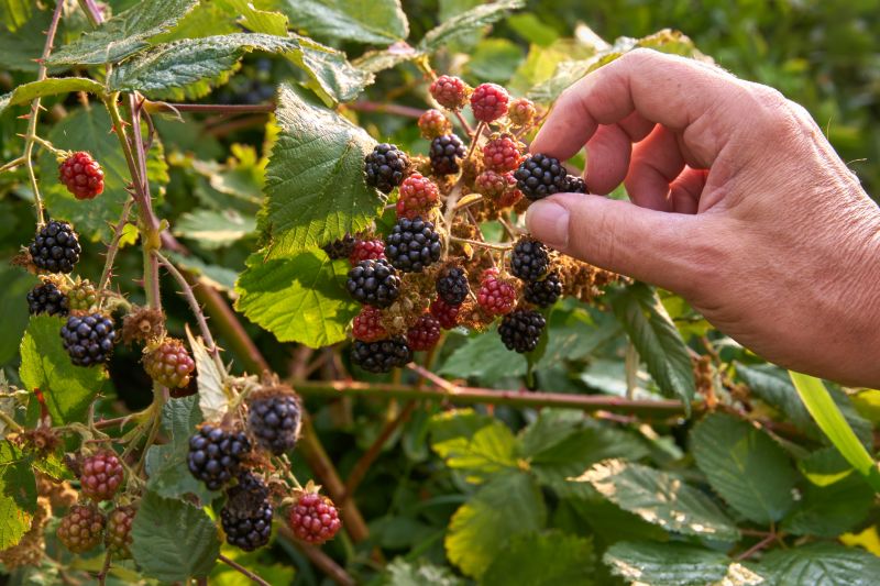Blackberry Pruning Service