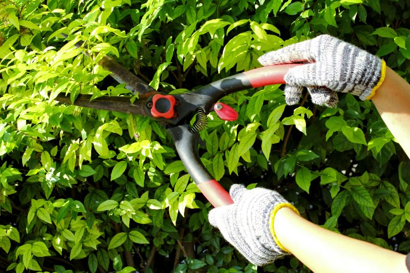 Blackberry Pruning Service