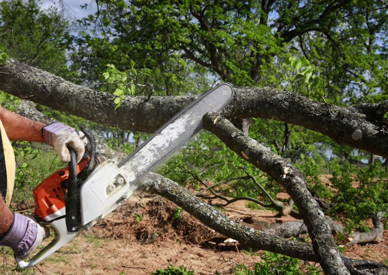 Cypress Tree Removal in Reno, NV