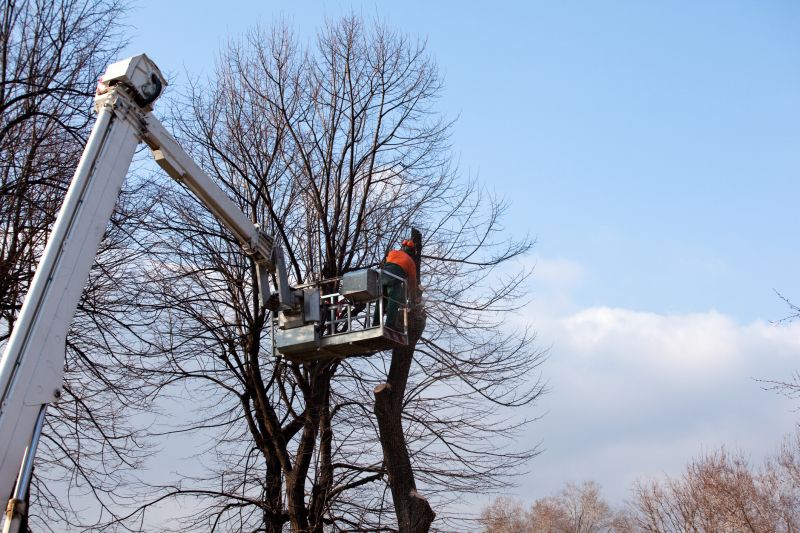 Tree Lopping Service in Allentown, PA