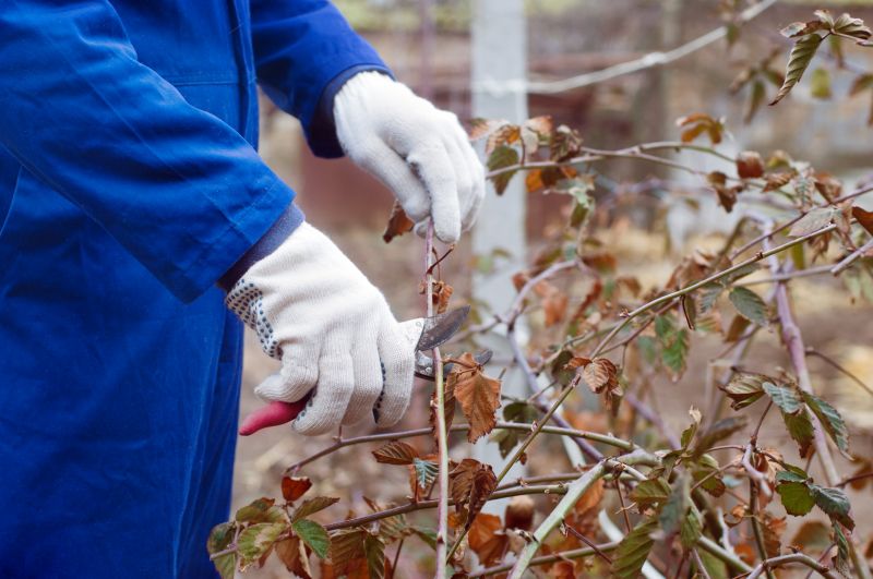 Local Blackberry Pruning Service pros at work